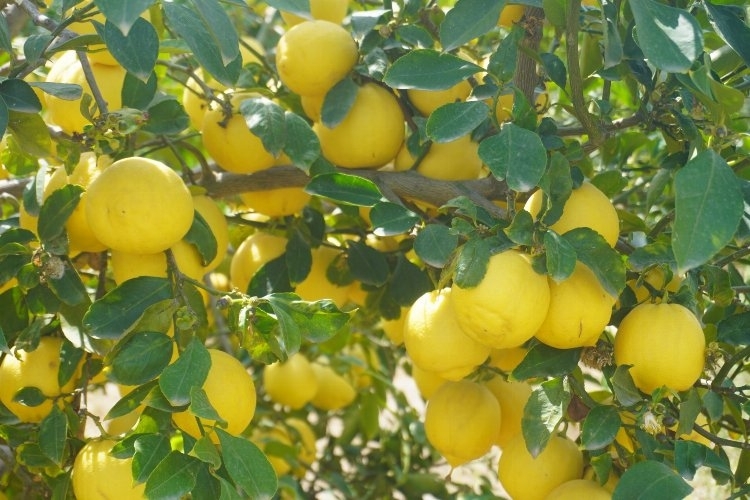 Finike'nin kokulu limonu ve Hicaz Narı, uluslararası listede