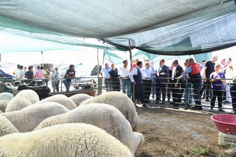 Başkan Gürkan canlı hayvan pazarında