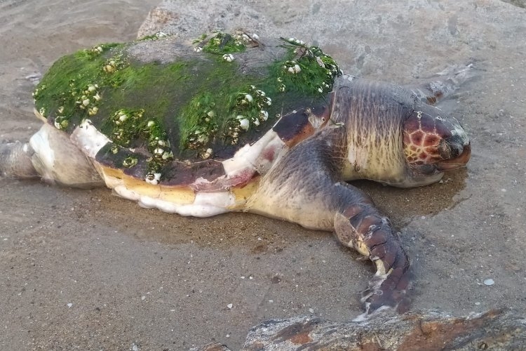 Edirne Enez'de yaşlı kaplumbağa karaya vurdu