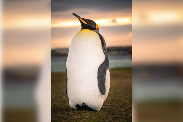 Antarktika Kralı: Sıra Dışı Bir Penguen Hikayesi
