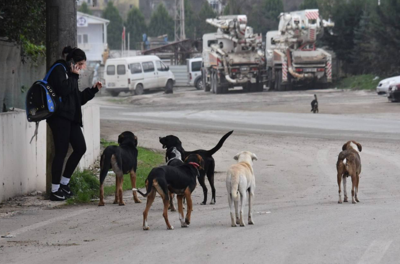 Prof. Dr. Hasan Alpak;  İstanbul'un Sokak Köpekleri Sorununu Öğrencilerimizle çözeriz 